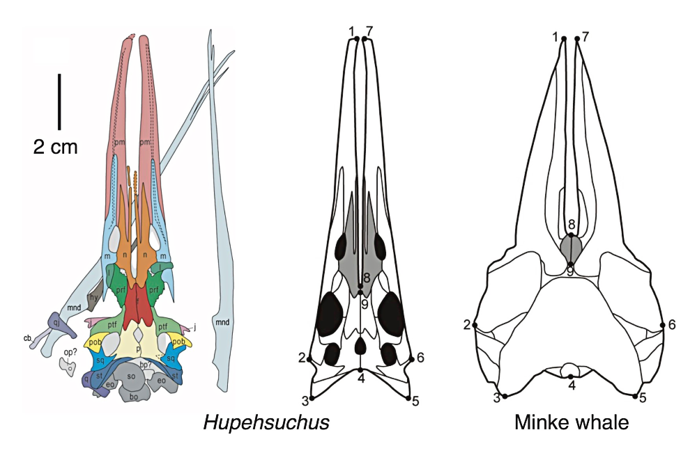 A diagram comparing Hupehsuchus' skull to that of a modern baleen whale.