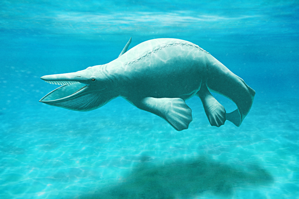 An illustration of Hupehsuchus, an extinct marine reptile related to ichthyosaurs, depicted swimming in a shallow tropical sea. It has a streamlined body with a long crocodile-like tail, four large paddle-like flippers, and overlapping oval armor plates running along its spine. Its head looks like a cross between a whale and a pelican, with a large throat pouch, a long flat snout, and rows of baleen-like filtering structures in its upper jaw.