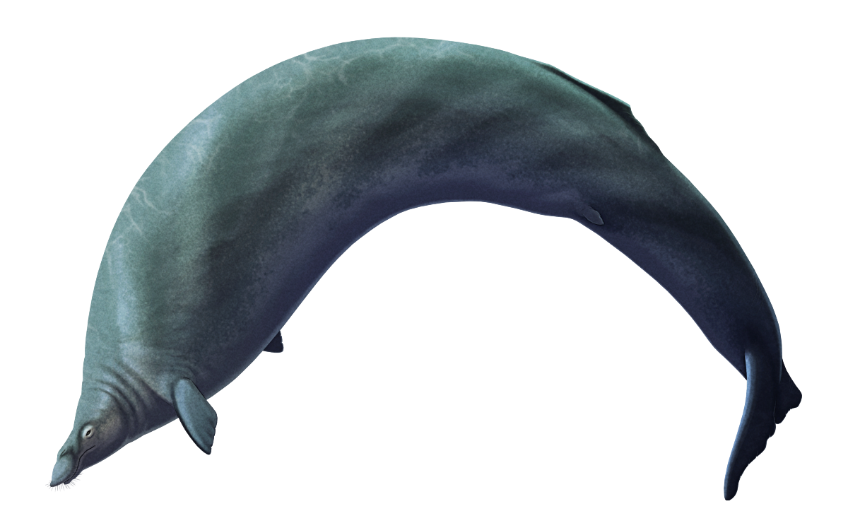 An illustration of Perucetus, an extinct early whale. It has a small head with a speculative fleshy-lipped bristly camel-like snout, small front flippers, a long chunky body with a small low dorsal fin, vestigial hind flippers, and a vertical tail fluke. It's depicted with a striped grey-blue color scheme with a paler underside.