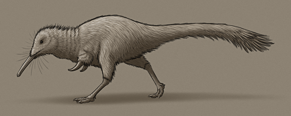 A shaded sketch of a speculative dinosaur. It has a long narrow snout, small eyes, and whiskery facial feathers like a kiwi bird, a round fuzzy body, short chunky arms with large hooked thumb claws, long slender legs, and a long tail with a tufted fan at the tip.