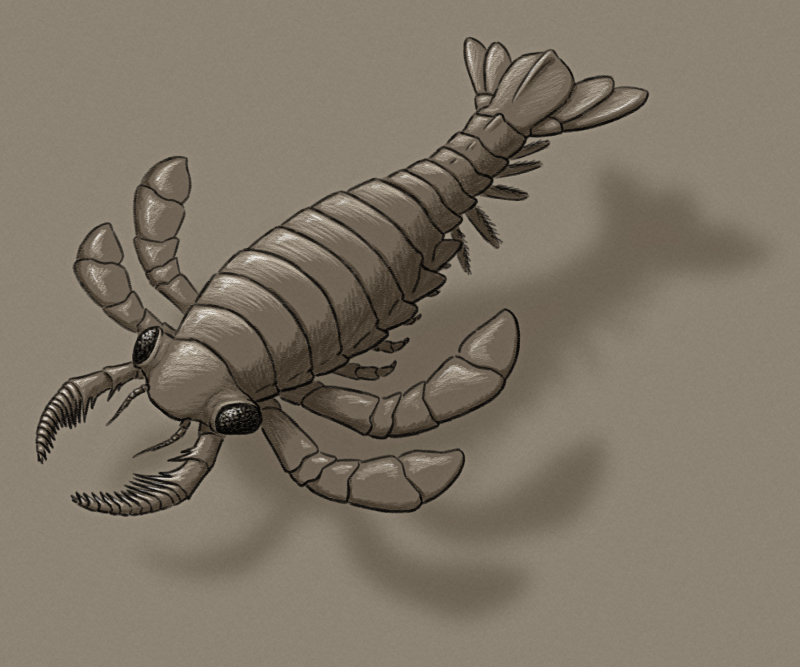 A shaded sketch of a speculative swimming predatory isopod. Its shaped similarly to an extinct sea scorpion with a streamlines segmented body that ends in a fin-like horizontal tail fan. It has short antennae, a large pair of spiny grabbing front appendages similar to an anomalocarid, large compound eyes on short thick stalks, and two pairs of its legs are modified into long paddle-like structures.