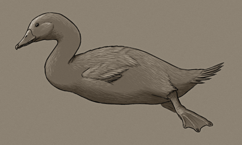 A shaded sketch of a speculative flightless marine duck. It has a goose-like beak with protruding comb-like structures at the sides (giving it the superficial appearance of having teeth), a long neck, a long loon-like body with vestigial folded wings, large cormorant-like webbed feet position far back, and a short tail.