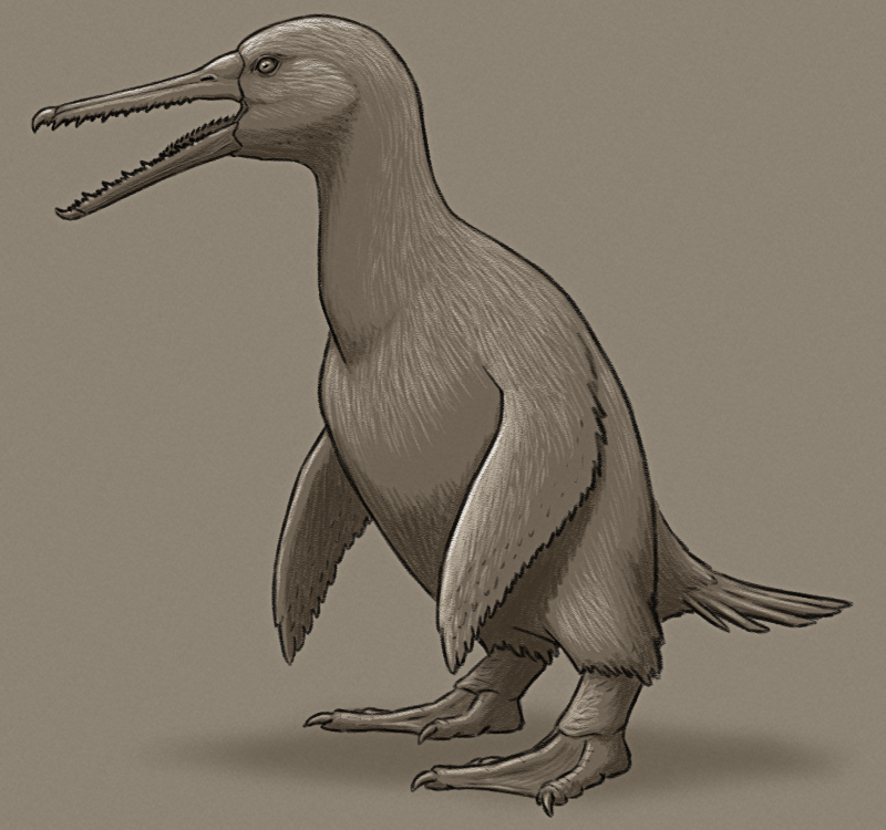 A shaded sketch of a speculative flightless seabird related to the extinct "pseudotooth" bird Pelagornis. It has a long slender beak with serrated tooth-like edges, a penguin-like body, flipper-like wings, large webbed feet, and a stumpy tail.