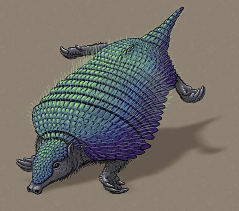 A shaded sketch of a speculative semiaquatic hairy armadillo. It has a wide armor carapace with a green-blue-purple iridescent sheen, a pig-like snout, wide paddle-like hands and feet, and a short tail.