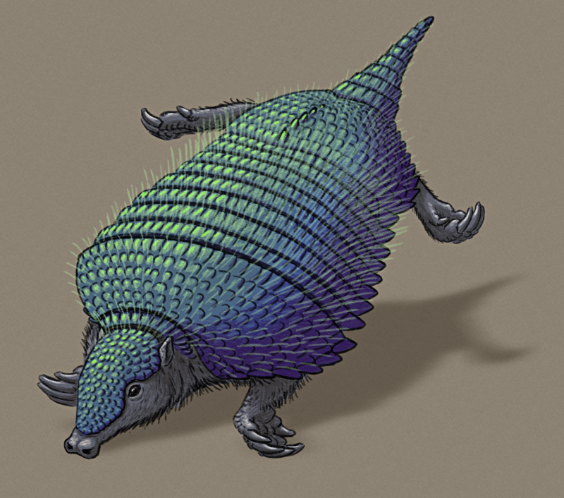 armadillo – Nix Illustration