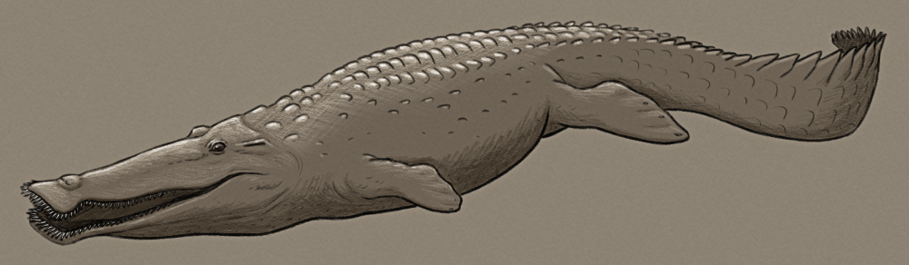 A shaded sketch of a speculative filter-feeding crocodile. It has spatula-like jaws lined with many delicate closely-spaced needle-like teeth, flipper-like limbs, and a long paddle-like tail.