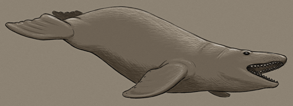 A shaded sketch of a speculative filter-feeding fully aquatic crabeater seal. It has four wing-like flippers, a streamlined body, and elongated jaws with many lobed teeth used to sieve krill.