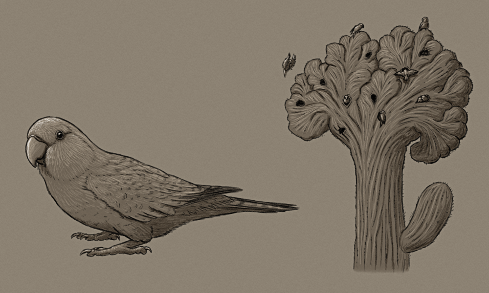 A shaded sketch of a speculative symbiotic relationship between lovebirds and saguaro cactus. The lovebird is shown on the left, a small parrot that looks very similar to modern rosy-faced lovebird except with hints of a more mottled color pattern. The cactus is shown on the right, a large fasciated saguaro with its top fanning out into a wide "crown", with several nest holes dug into it and multiple lovebirds occupying them.