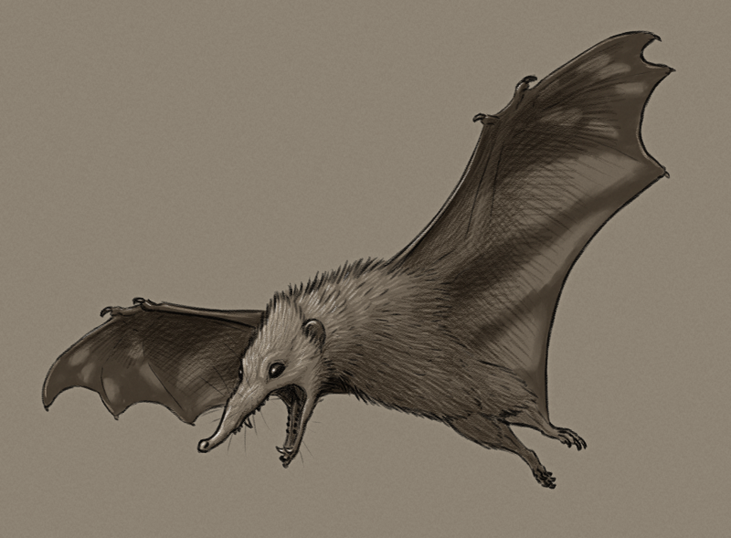A shaded sketch of a speculative flying tenrec. It's a bat-like animal with membranous wings supported by three elongated fingers, and a large shrew-like head with long toothy jaws and an elephant-shrew-like nose.