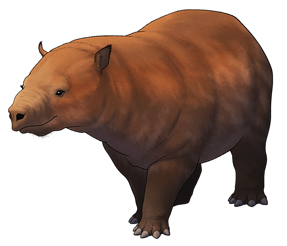 A colored line drawing of Phosphatherium, an extinct early relative of elephants. it's a stocky tapir-like animal with a short fleshy snout, small eyes, a long flat forehead, and small ears, and its four limbs all end in five hoof-like toes. It's depicted with a reddish-brown color scheme.