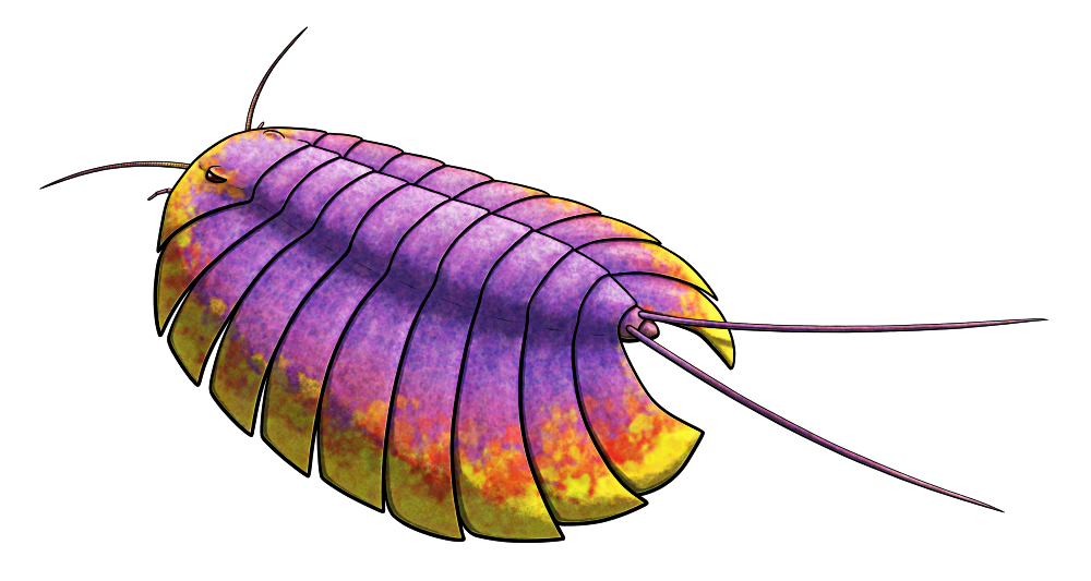 A colored line drawing of Triopus, an extinct trilobite-like invertebrate. It has a small head section with a pair of small low eyes, along with a pair of antennae and a pair of smaller appendages poking out from underneath. Then there are nine wide body segments forming a radiating pattern, with the front ones angling forwards and the rear ones sharply angling backwards. A pair of long whip-like appendages grow from a small final tenth body segment, which is capped off by a small stubby "tail" segment. It's depicted with speculative bright coloration, violet with red-orange and yellow around its edges.
