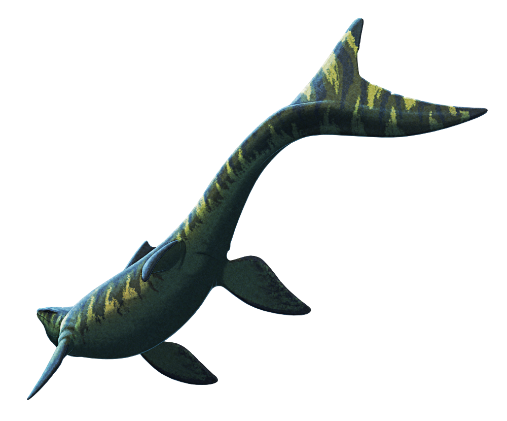 An illustration of the mosasaur Megapterygius, an extinct marine reptile related to modern monitor lizards and snakes. It has a long streamlined lizard-like body with a relatively small triangular head, four large wing-shaped flippers with the hind pair slightly larger, a dorsal fin, and a long tail ending in a vertical shark-like fin.