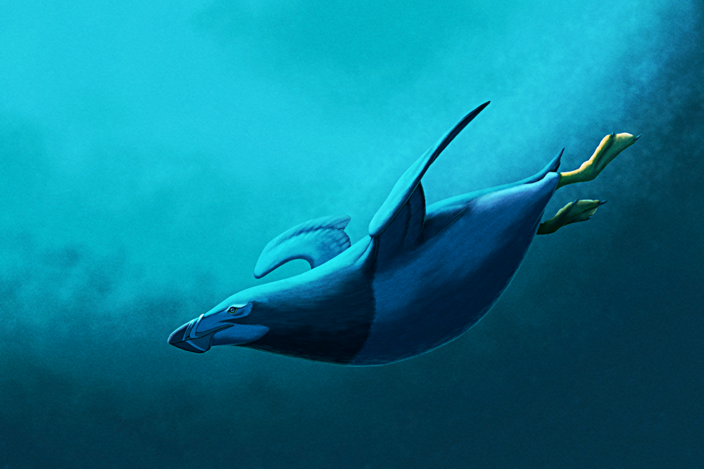 An illustration of the extinct bird Miomancalla swimming underwater using its wings to propel itself. It resembles an auk or a penguin, a chubby streamlined aquatic bird with a thick beak, short flipper-like wings, and webbed feet set far back on its body. It's depicted with black-and white penguin-like coloration.