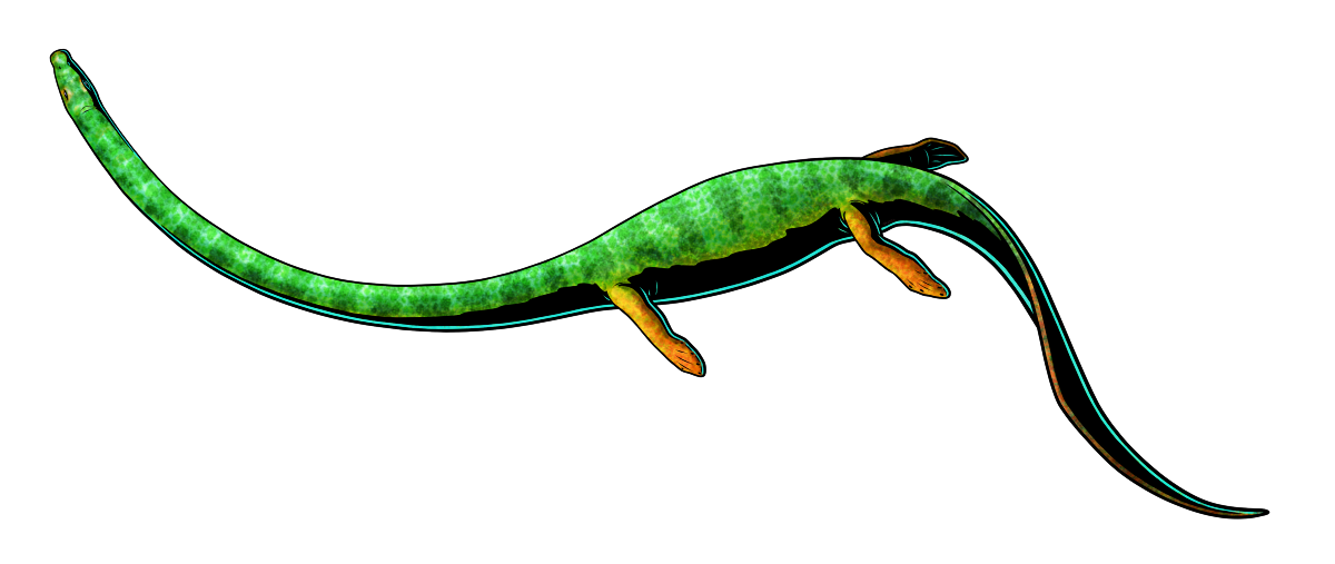 A colored digital ink illustration of a swimming Dinocephalosaurus, an extinct fully aquatic reptile distantly related to crocodiles, pterosaurs, and dinosaurs. It superficially resembles a plesiosaur, with a small head, a very long neck, a streamlined body, four flipper-like limbs, and a long paddle-like tail. It's depicted with a faintly striped green color scheme, with orange flippers.