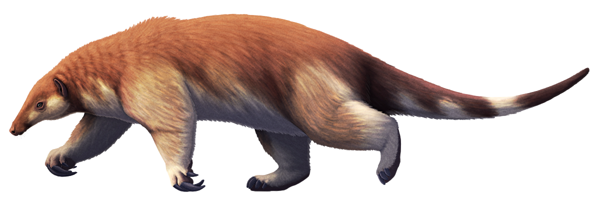 An illustration of Eurotamandua, an extinct mammal related to modern pangolins. It resembles an anteater, with a small head with an elongated tubular snout, strong forelimbs with large hooked claws, a low-slung body, chunky hind legs, and a long tail. It's depicted with a brown-and-cream countershaded color scheme.