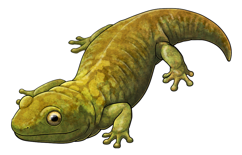 A colored line drawing of Kermitops, an extinct relative of early amphibians. It resembles a chunky salamander with a flat wedge-shaped head, large bulging eyes, four short legs, and a short thick tail. It's depicted with a mottled green-brown color scheme, with lighter yellow-green blotchy markings around its neck.