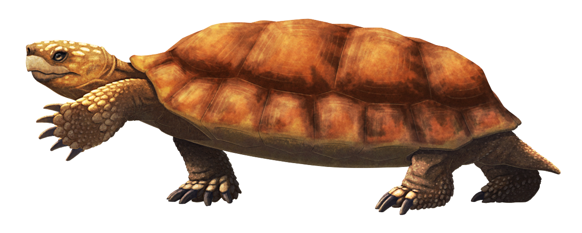 An illustration of Jiangxichelys neimongolensis, an extinct land turtle, in a walking pose with one foreleg raised up. It resembles a tortoise with a large beak, a long low shell, and thick armored scales around the soles of its feet. It's depicted with a sandy brown color scheme with patches of more reddish-brown on the upper side of its shell.