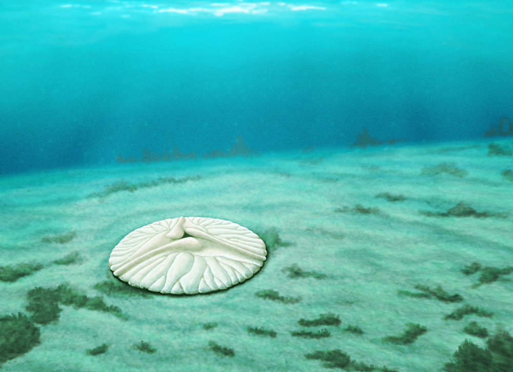An illustration of Lobodiscus, an extinct disc-shaped animal, resting on a sandy algae-spotted seafloor in a tropical-looking underwater environment. It's a round shield-like shape with three symmetrical lobes covered in branching ridges and grooves. It's depicted as a pale off-white color.