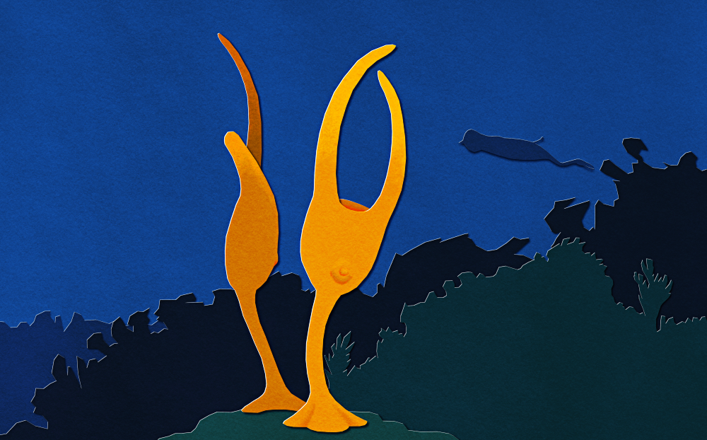A paper-cut-out-style illustration of Escumasia, an extinct marine invertebrate. Two orange-colored individuals are pictured, attached to a rock in dark blue waters, with the silhouette of a Tullimonstrum swimming past in the background. They have a Y-shaped body plan, with two long tentacle-like arms, a flattened cup-like body, and a stalk with an attachment disc at the bottom. One of the pair has one arm much shorter than the other, as if has been bitten off by a predator.