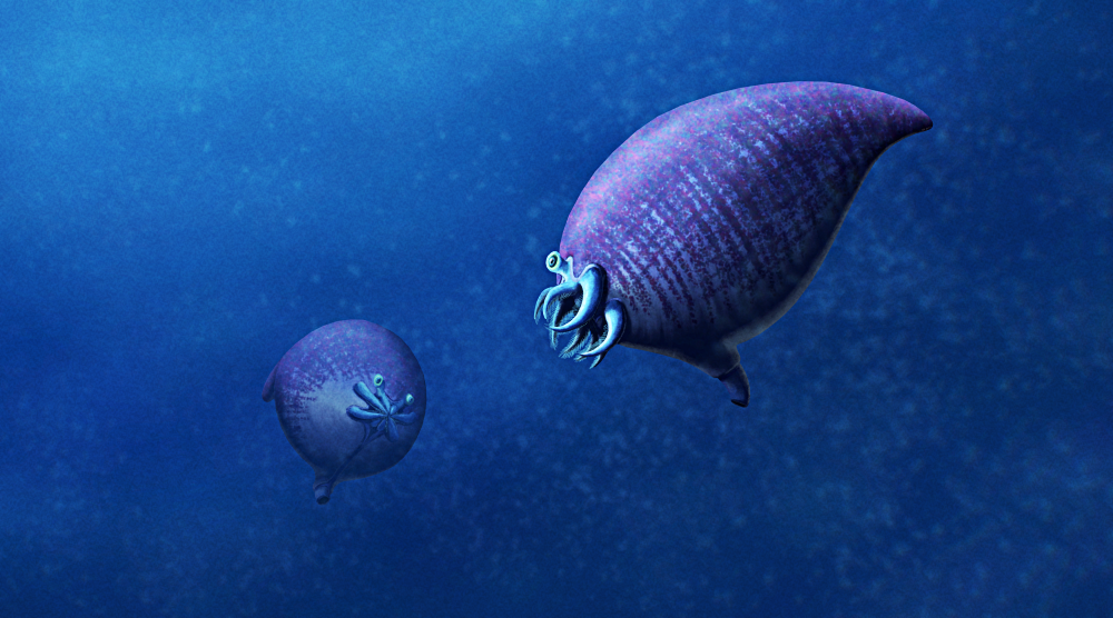 An illustration of two Hexameroceras, extinct relatives of modern nautiluses, swimming in dark blue waters. They have bulbous egg-shaped shells with a downward-curving pointed tip, with a constricted opening at the front for their eyes and their short arms to poke out, and a downward-pointing "spout" for their siphons. They have a color pattern on their shells formed from closely-spaced criss-crossing horizontal and vertical banding.