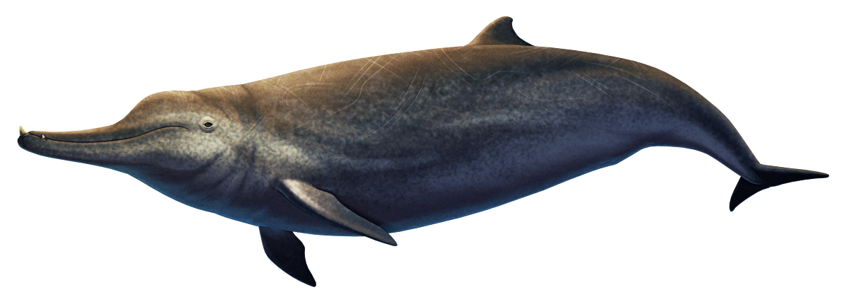 An illustration of Ninoziphius, an extinct beaked whale, in a swimming pose. It's a dolphin-like cetacean with a small dorsal fin and fairly small flippers, and its body is criss-crossed with scars. It has a long beak tipped with a pair of upward-pointing stubby tusks in its lower jaw, with a second smaller pair of tusks behind them. It's depicted with mottled grey-brown coloration, with a paler underside and faint hints of horizontal stripes.