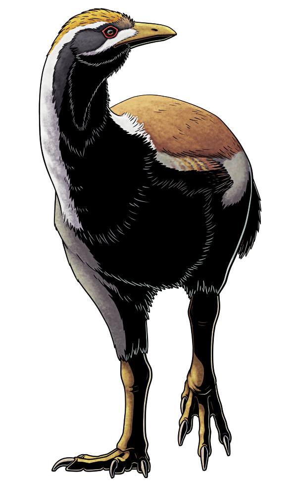 A colored digital ink illustration of Patagopteryx, an extinct flightless bird, walking towards the viewer with one foot raised and its head turned to the left. It has a round feathery body with a fairly long neck, and a small head with a pointed beak. its wings are tiny and almost entirely hidden under its body feathers, and its legs are long and fairly chunky, with four-toed clawed feet. It's depicted colored brown on top and white and grey underneath, with a red ring around its eye and a black stripe along its face and upper neck.