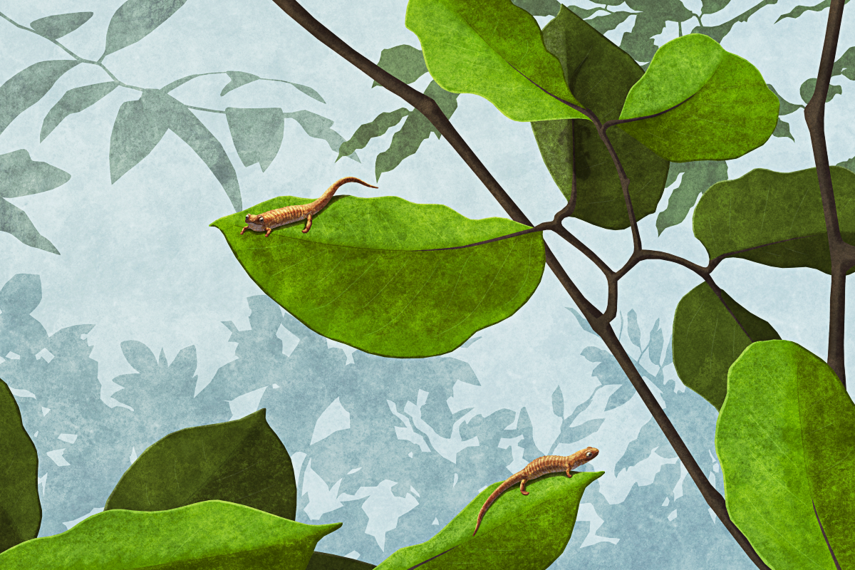 An illustration of the extinct salamander Palaeoplethodon, showing several hatchlings climbing around on the leaves of a Hymenaea-like tropical tree. They're tiny brown-colored salamanders with stubby snouts, fairly large eyes, ribbed bodies, long tails, and fully webbed hands and feet.