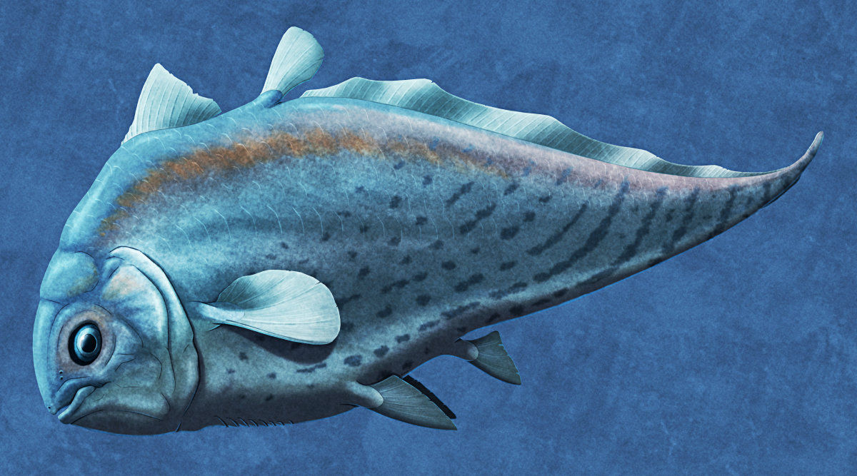 An illustration of the extinct odd-looking coelacanth Allenypterus, viewed from the side against a blue background. It has a short-snouted face and a teardrop-shaped body, tapering to a point at the tip of the tail, with a ribbon-like fin along the top of its tail. It's depicted with a blue and silvery color scheme, with a faint orange stripe down its side and darker spots and stripes along its tail.