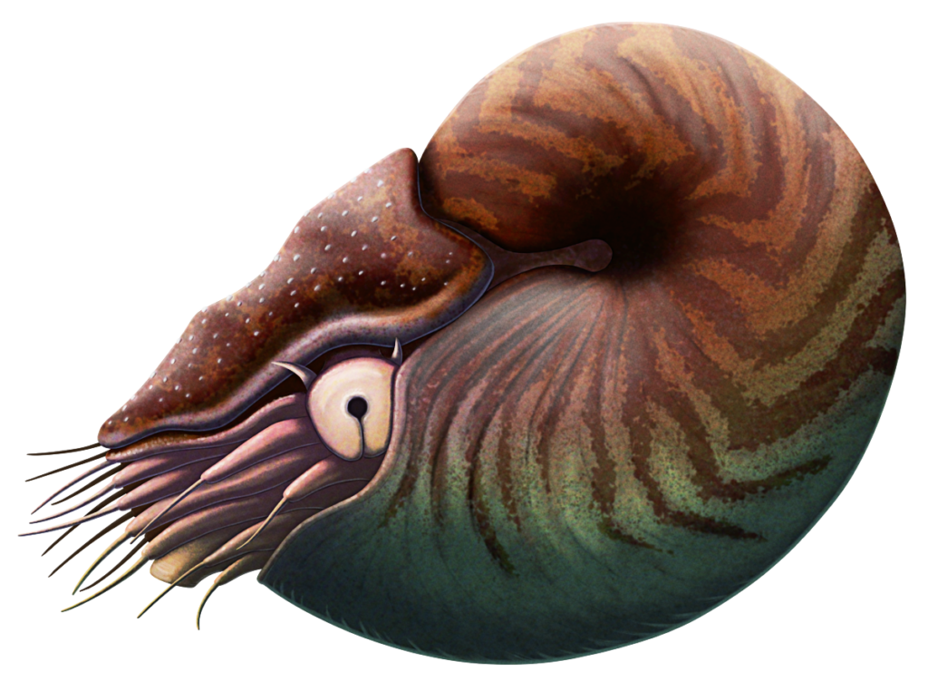 An illustration of Aturia, an extinct relative of modern nautiluses. It's reconstructed with an orange-brown shell patterned with zigzagging darker stripes.