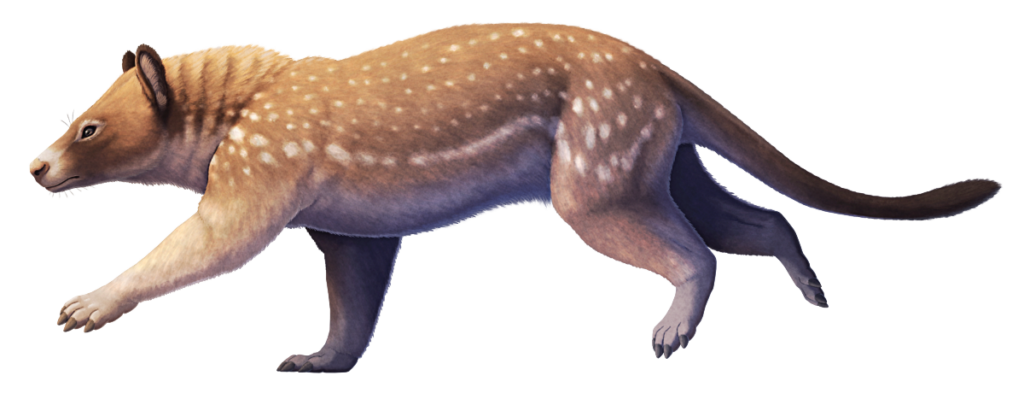 An illustration of Eoconodon, an extinct mammal related to early ungulates. It has a somewhat deer-like head, a rather cat-like body shape, claw-like hooves on its toes, and a long tail. It's reconstructed with a coat of brown fur spotted with white along its back and sides.