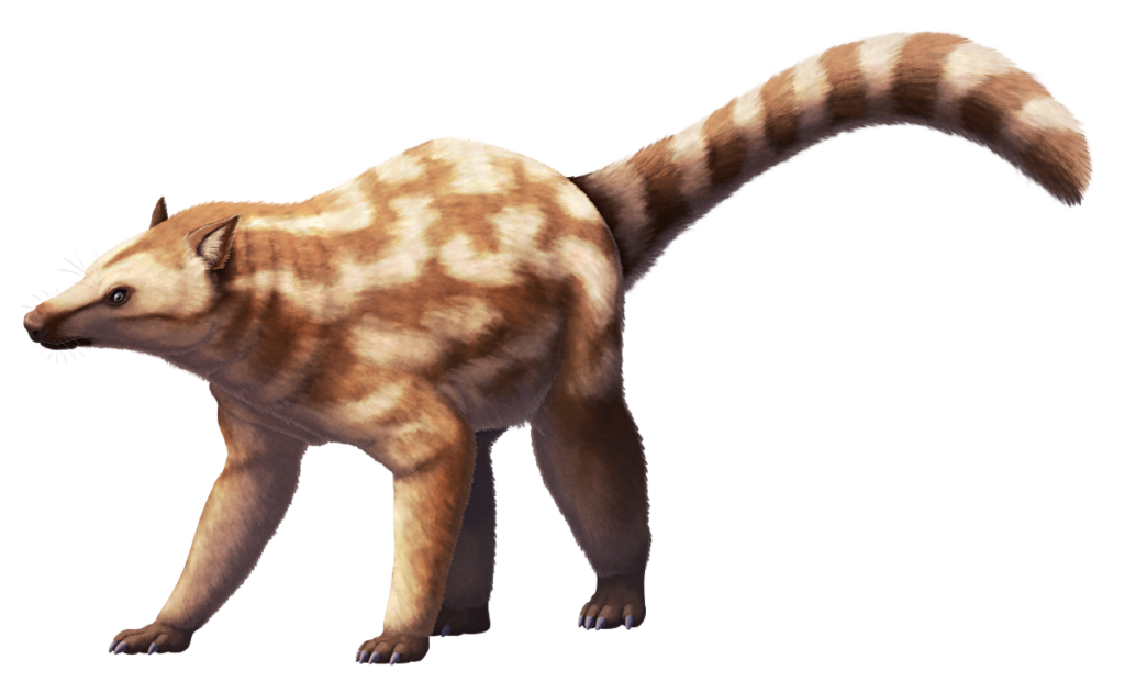 An illustration of Loxolophus, an extinct mammal related to early ungulates. It somewhat resembles a modern coatimundi, with a slender snout, long legs with plantigrade feet and claw-like hooves, and a long bushy tail. It's reconstructed with a mottled and striped camouflage pattern of brown and cream fur.