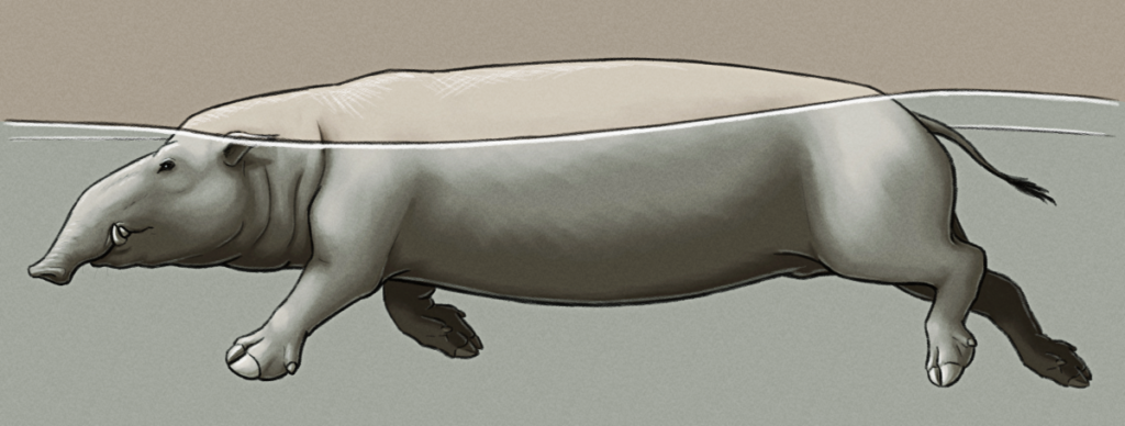 A shaded sketch of a speculative semi-aquatic descendant of feral pigs. It's a long-bodied chunky hippo-like animal with short legs, wide paddle-like hooves, and a tapir-like head with a a short trunk, small high-set eyes, and small ears.