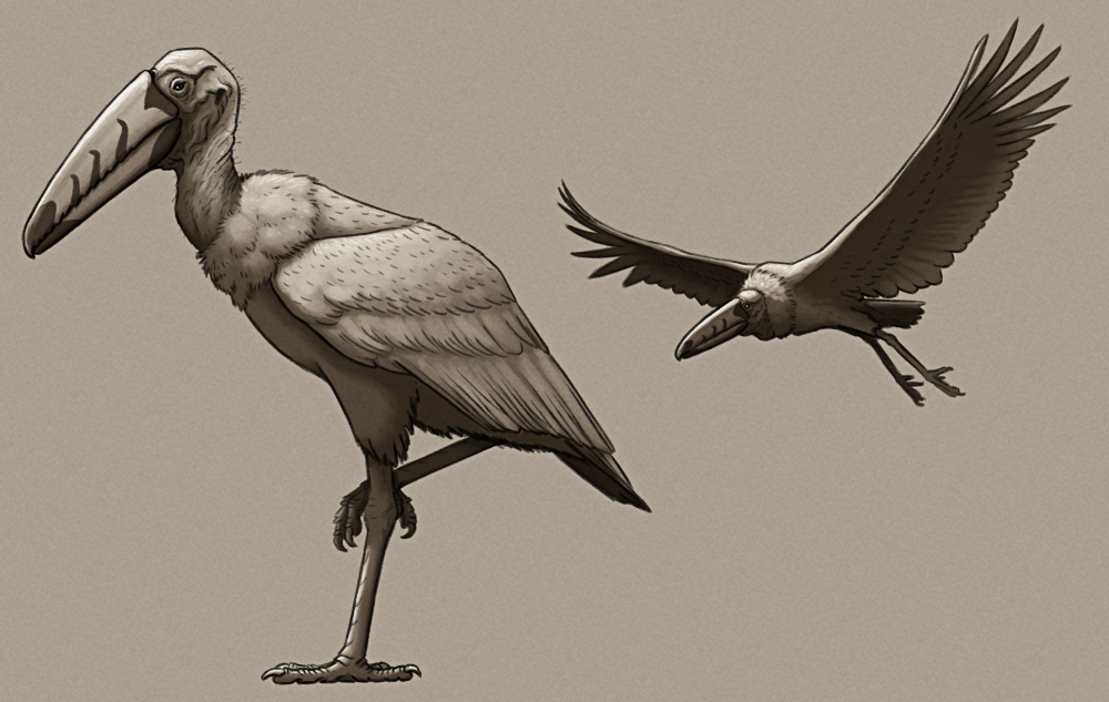 A shaded sketch of a speculative descendant of toucans, shown both standing on one leg and in flight. Its a stork-like bird with a massive long serrated beak, a bald vulture-like head and ruffed neck, large broad wings with slotted flight feathers, and long legs with two forward-facing toes and two backwards-facing toes.