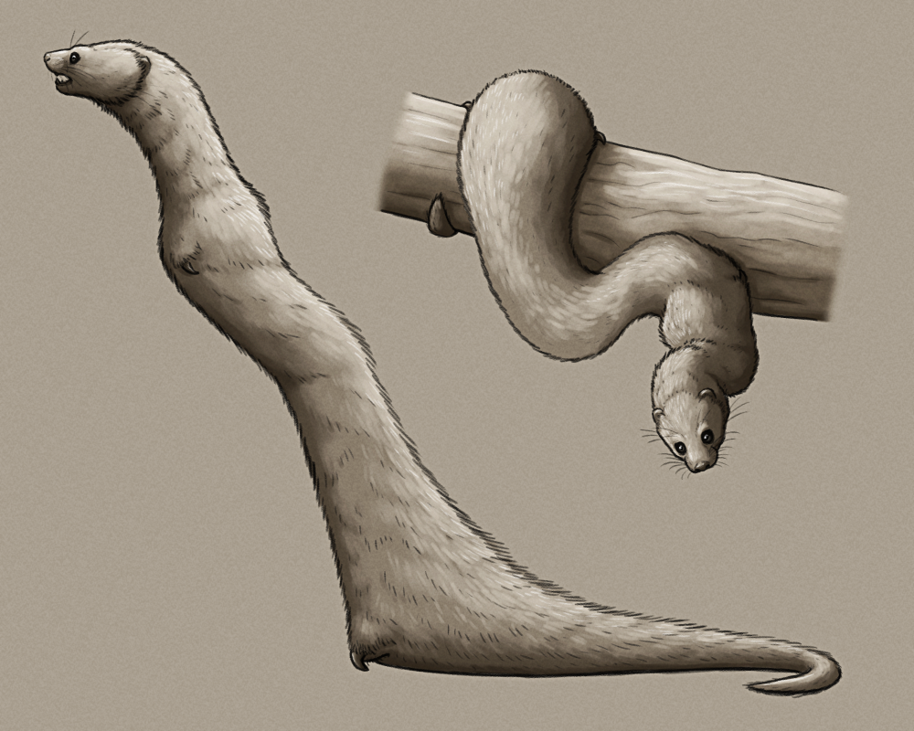 A shaded sketch of the head of a speculative descendant of the least weasel, shown in both side view and bunched up clinging to a branch. It's a very elongated animal with no obvious limbs, having just small hooked spurs where its legs should be. It has a small weasel-like head with front-facing eyes and small ears, a long neck, a long slender chest and torso, and a thicker fatter back end with a tapering semi-prehensile tail.