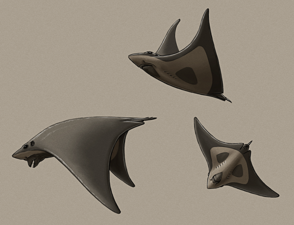 A shaded sketch of the head of a speculative descendant of pelagic stingrays. Its a large ray with triangular wing-like fins, a slightly shark-like pointed snout, protrusible sharp-toothed jaws, and a vaguely skull-like pale marking on its underside.