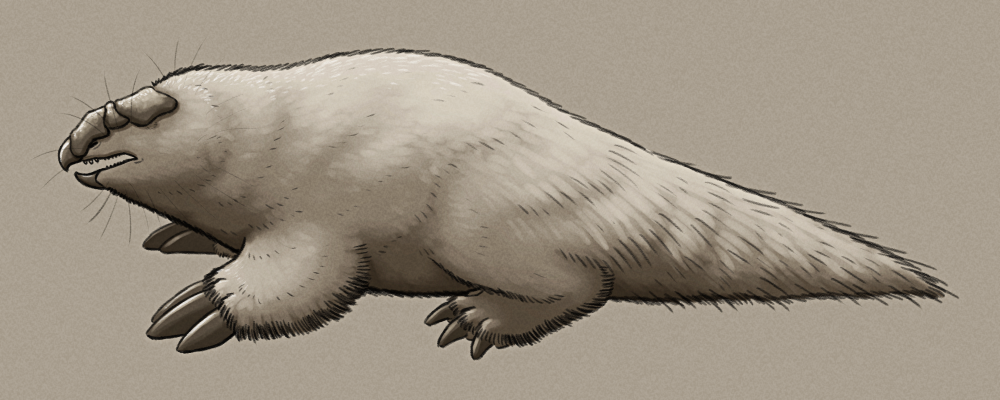 A shaded sketch of a speculative descendant of small ornithopod dinosaurs in Antarctica. It's a fuzzy little mole-like animal with a hoked beak at the tip of its toothy snout, no eyes, a keratinous shield on its head, large shovel-clawed forelimbs, a chunky body, stocky legs, and a fat bristly tail.