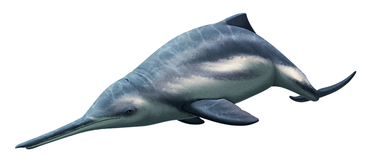 An illustration of the extinct cetacean Romaleodelphis, which resembles a dolphin with a long thin snout and a low triangular dorsal fin. It's depicted in a swimming pose, and with striped grey and white markings.