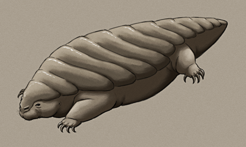 A shaded sketch of a speculative parasitic descendant of semiaquatic rats. It has a wide flattened body with thick armor-like bands running down its back, a small head, stubby limbs tipped with long hooked claws, and a short fat tail.