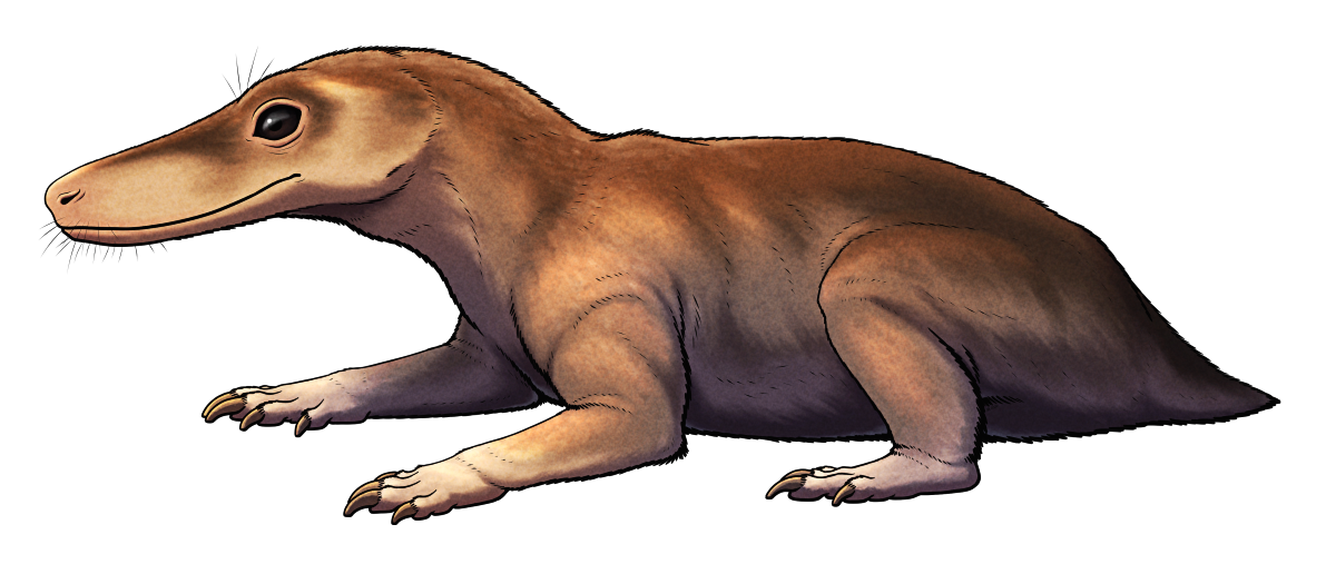 A colored line drawing of Tetracynodon, an extinct relative of early mammals, in a sitting pose. It has a somewhat badger-like body covered in short fur, with fairly slender limbs ending in paws with long claws. Its head resembles a long-snouted lizard with large eyes. It's depicted with brown-and-tan coloration.