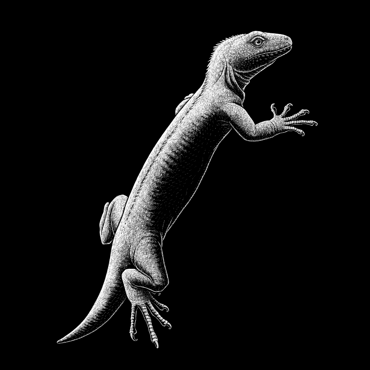 A white-on-black digital ink illustration of the extinct early reptile Anthracodromeus. It resembles a lizard with a long body and short tail, with long thin digits with hooked claws on all four of its limbs.