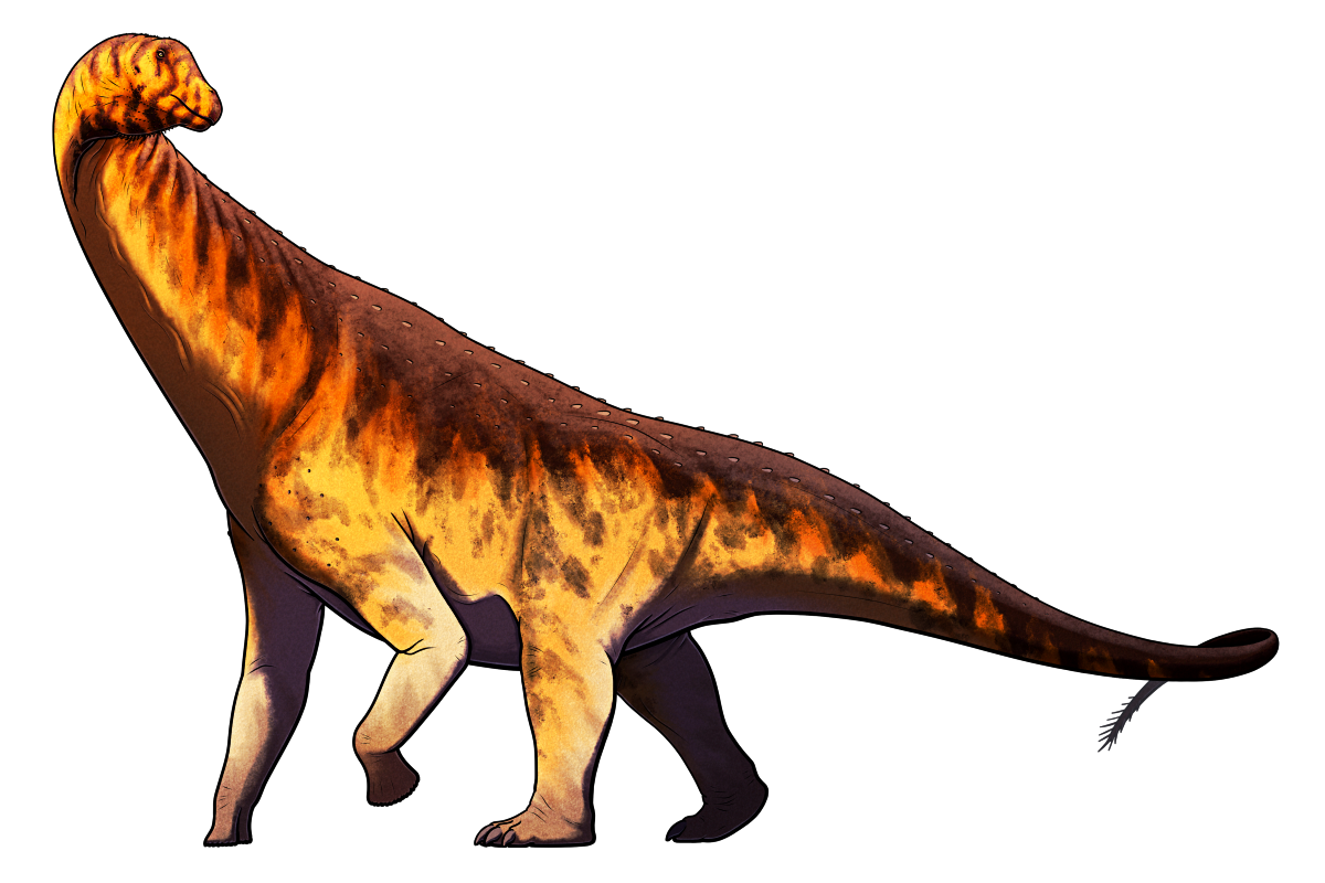 A colored line drawing of the extinct sauropod dinosaur Isisaurus. It has a relatively short chunky neck for a sauropod, held at an upward angle similar to a giraffe, with a small head. its forelegs are fairly long and slender, its hindlegs are thicker, its back slopes downwards and is pebbled with rows of bony osteoderms, and it has a long tapering flexible tail. it's depicted with yellow, orange and dark brown stripes and blotchy coloration.