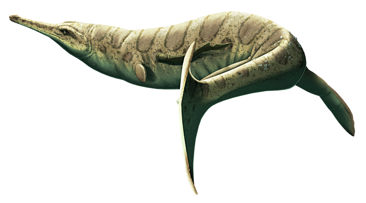 An illustration of the extinct fully aquatic crocodile-relative Rhacheosaurus in a sinuous swimming pose, with its tail fluke curling close to the viewer and a lamprey and multiple barnacles visible attached to its sides. It has a long gharial-like toothy snout, small front flippers, long flipper-like hind legs, and a shark-like tail fin. It's depicted with light olive brown coloration with darker stripes and speckles.