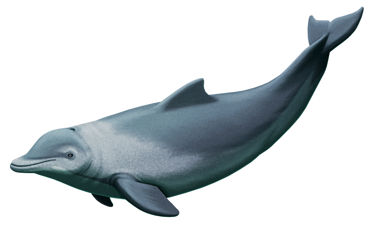 An illustration of the extinct early dolphin Albireo. It has a large melon that makes its snout look fairly short, large fairly broad flippers, a stocky body, and a fluked tail. It's depicted with a greyish color scheme, with darker patches on its head and back and a paler underside.