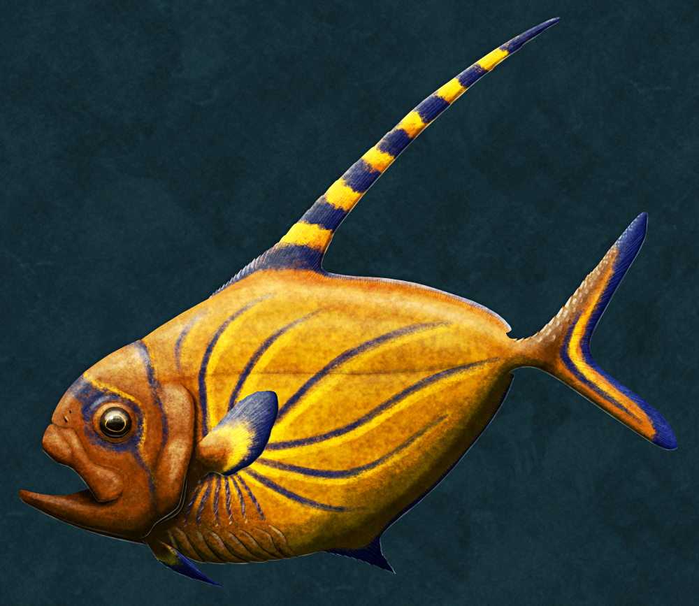 An illustration of the extinct fish Dorypterus. It has a tall narrow oval disc-like body that's mostly scaleless, large scissor-like jaws, small pelvic fins very far forward on its underside, a narrow forked tail, and a very elongated dorsal fin. It's depicted as orange-yellow colored with a brown head and bold dark blue stripe markings.