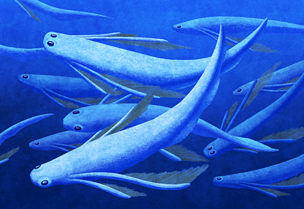 Esconichthys