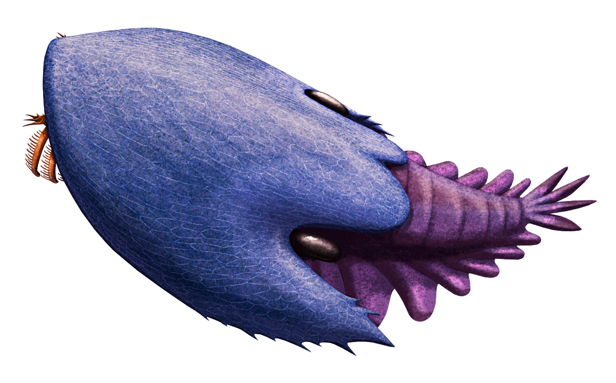 Cambroraster
