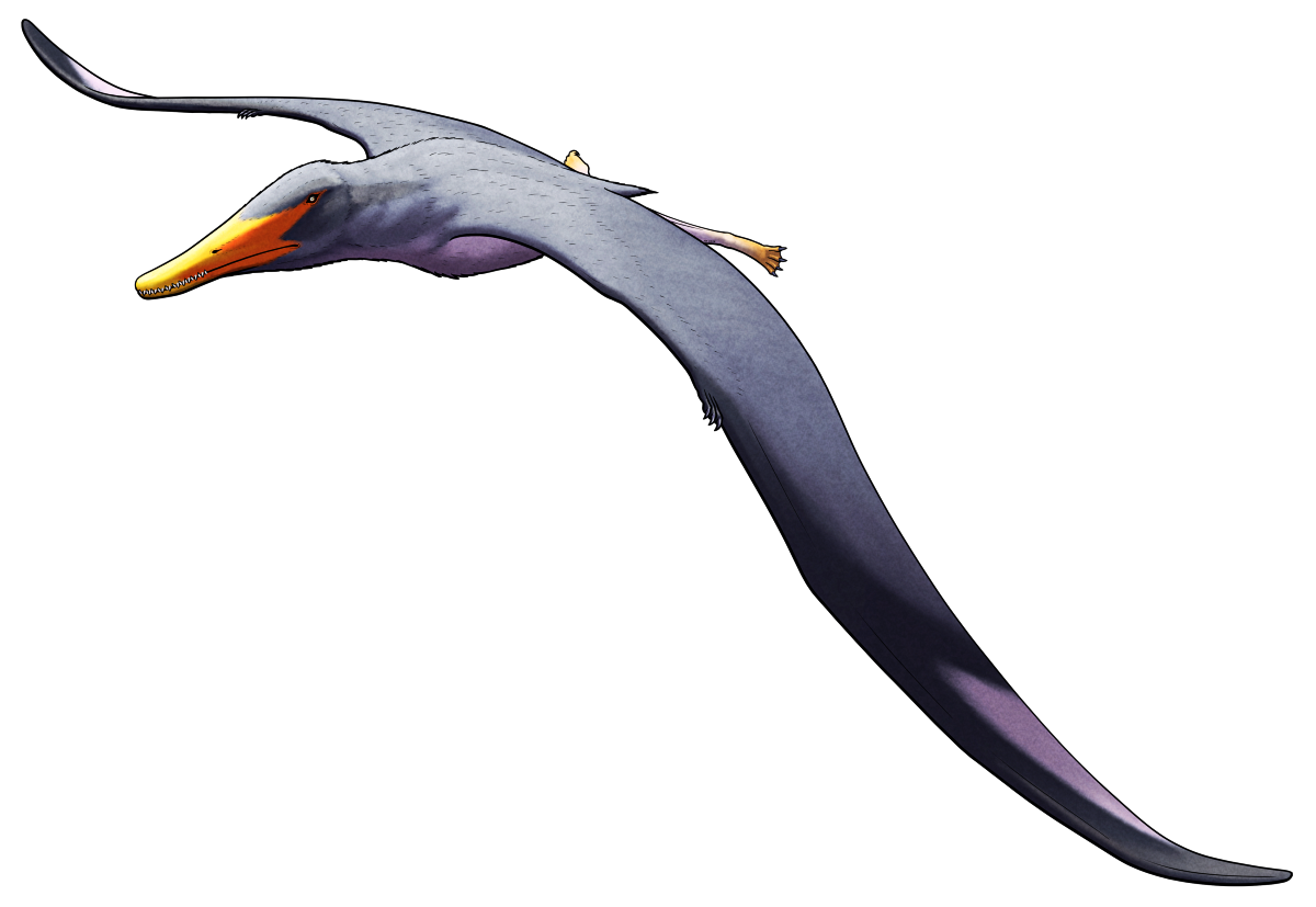 Mimodactylus