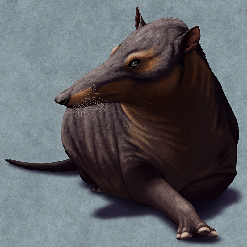 An illustration of the extinct mammal Kalakocetus, a very early terrestrial relative of whales. It's a vaguely dog-like furry quadruped with hoofed toes, a long snout, small ears, and high-set eyes. It's depicted colored black and brown.