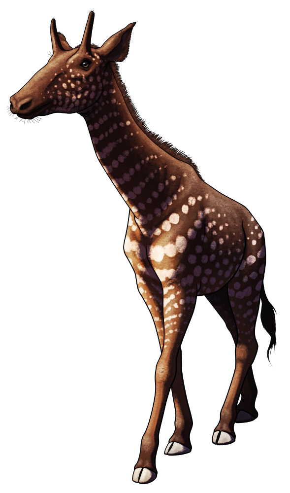 A colored line drawing of the extinct giraffe-relative Samotherium. Its anatomy is almost perfectly halfway between an okapi and a giraffe, with mid-length neck and legs, and long pointed ossicones above its eyes. It's depicted colored dark brown with lines of pale spots over its body.