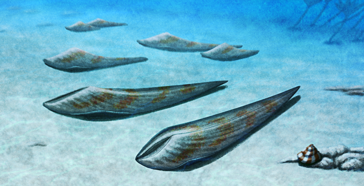 An illustration of the extinct giant bivalve mollusc Shikamaia, showing a group of seven individuals of different sizes resting on the seafloor in shallow tropical blue waters. They're shaped vaguely like long flat pointed slippers. A large striped marine snail shell rests on a rock in the image's bottom right, and in the distance in the top right a cluster of large stalked crinoids are visible in silhouette.